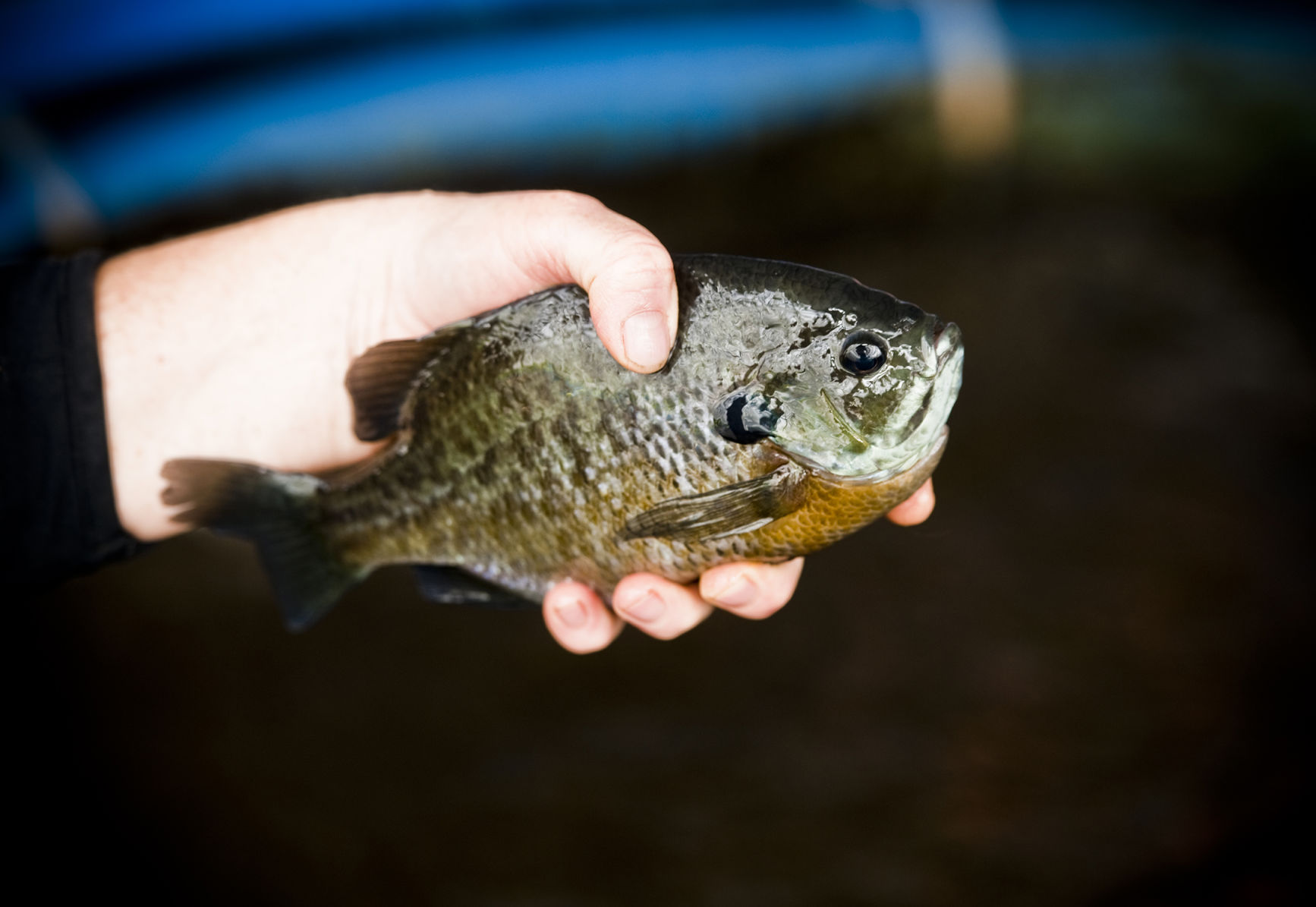 Bluegill